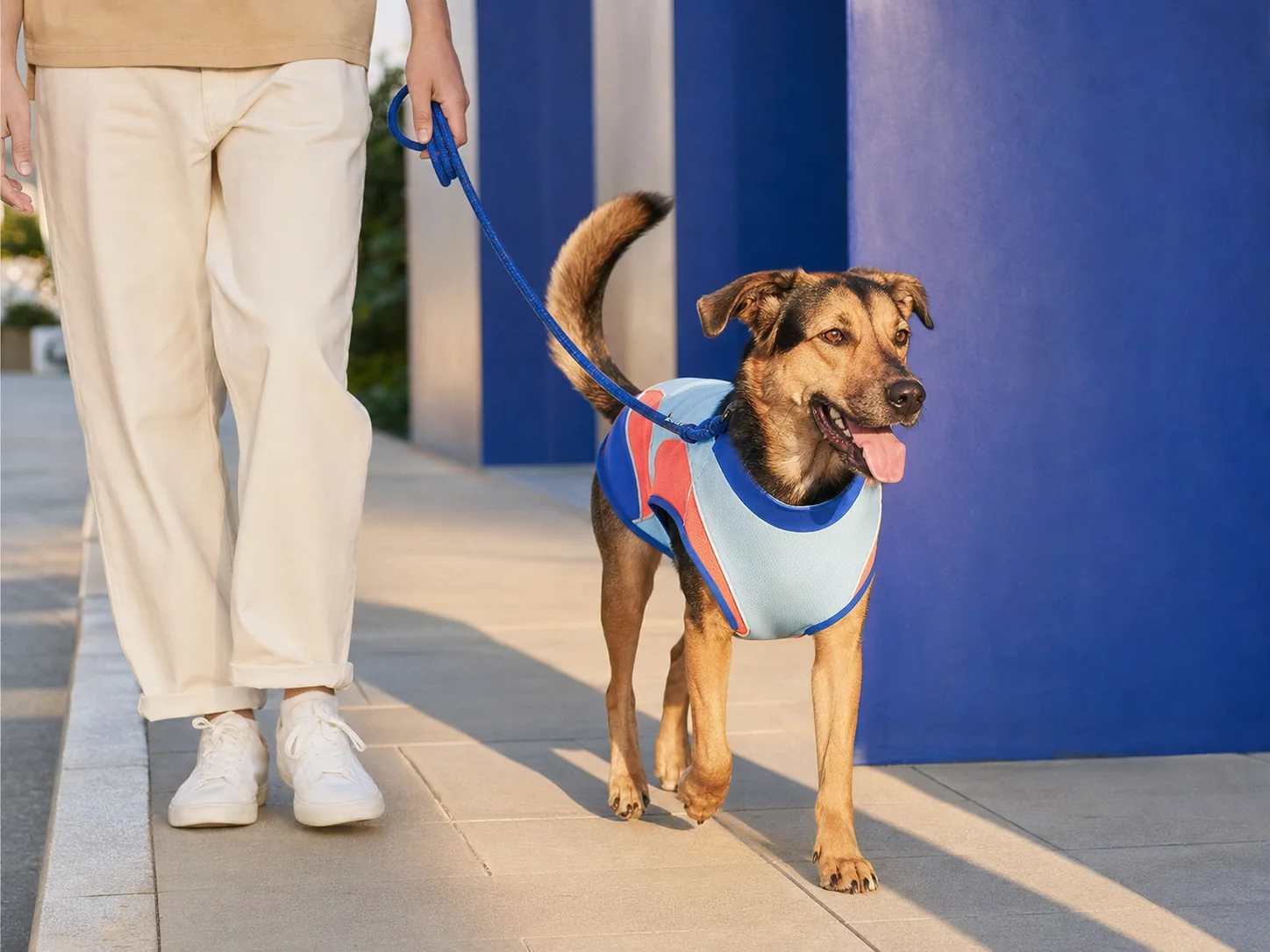 A dog in a colorful cooling vest walking with its owner